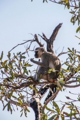 Monkey