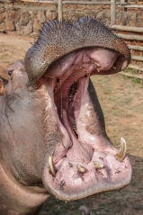 Hippotomas
